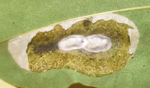 Réf. 330 644 : Macrosaccus robiniella